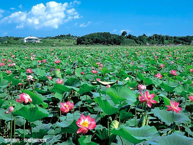 ホテルグリーンウィズ 3* 仙台市